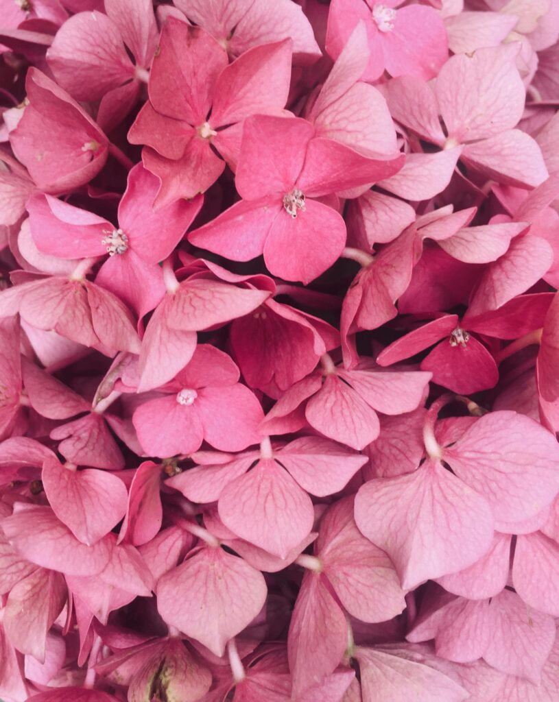 A stunning close-up of vibrant pink hydrangea flowers in full bloom, offering a beautiful and colorful floral perspective.