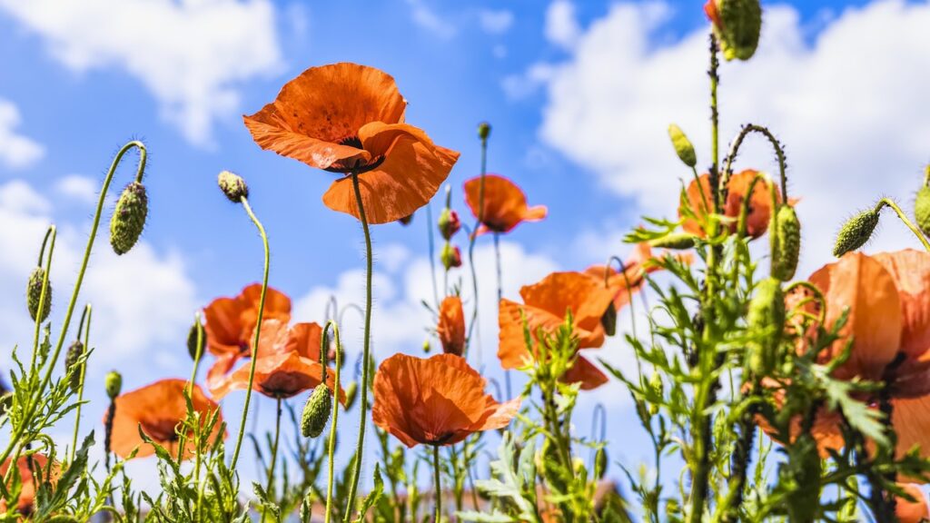 poppies, meadow, beautiful flowers, summer, nature, red, flower wallpaper, flower, poppy meadow, flower background, landscape, field, red poppy, poppy, poppy field, summer meadow, close up, flowers, spring